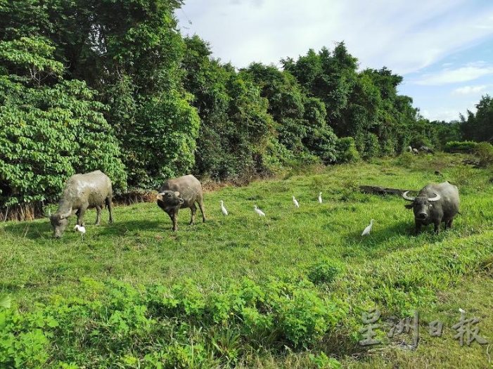 林梦小镇的郊区处处可见在吃草的水牛，这些都是比沙亚人驯养的。这条路晚上经常发生车撞牛的死亡车祸。