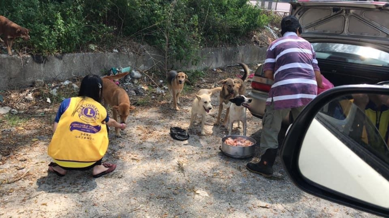 陈月蓉（右）特意驱车到巴占一带的工厂购买冷冻鸡颈，喂养路边的流浪狗。