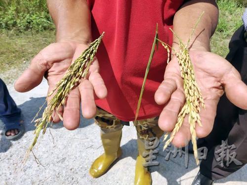 右边是正常稻穗，左边为缺水稻穗，明显干枯。