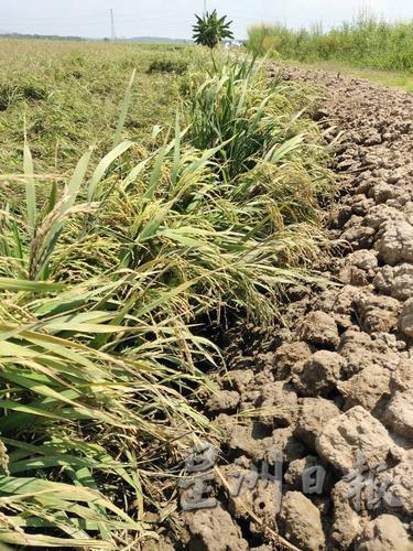 甘榜槟榔稻田区常年面对水供问题，稻穗经常因而枯萎。