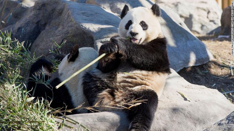 生活在加拿大卡尔加里动物园的两只大熊猫“二顺”和“大毛”因疫情无法被送回中国，且面临“断粮”危险。（图：互联网）