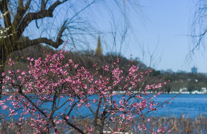 春天，西湖景区的孤山公园内桃花盛开。
