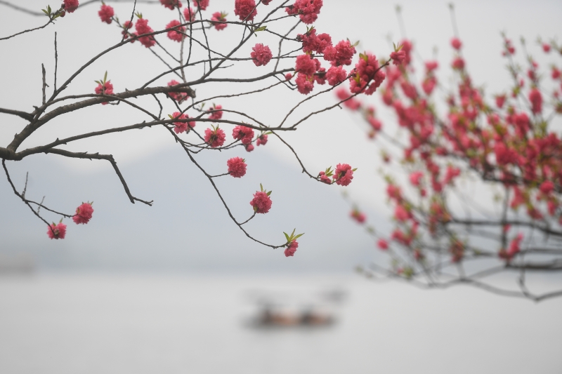 西湖景区白堤上的桃花绽放。
