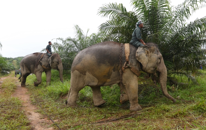 两头驯象“阿柏”和“然百”在驯象师的指挥下，进入野象被捕的油棕园里。