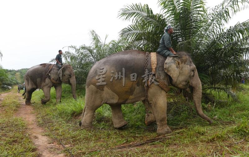 两头驯象“阿柏”和“然百”在驯象师的指挥下，进入野象被捕的油棕园里。