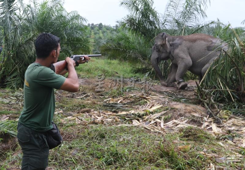 枪手在安全距离里发射镇定剂，野象被射中后转身挣扎。