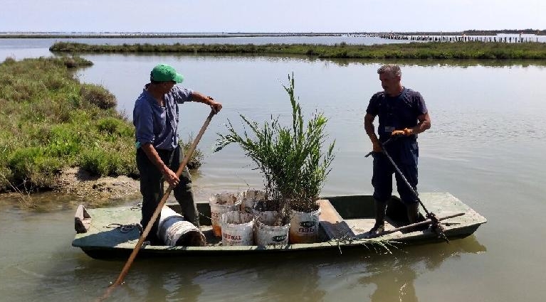 Carlo Marchesi (L) and Adriano Croitoru replant reeds as part of a project to return the Venice lagoon back to its former wildlife glory. AFP