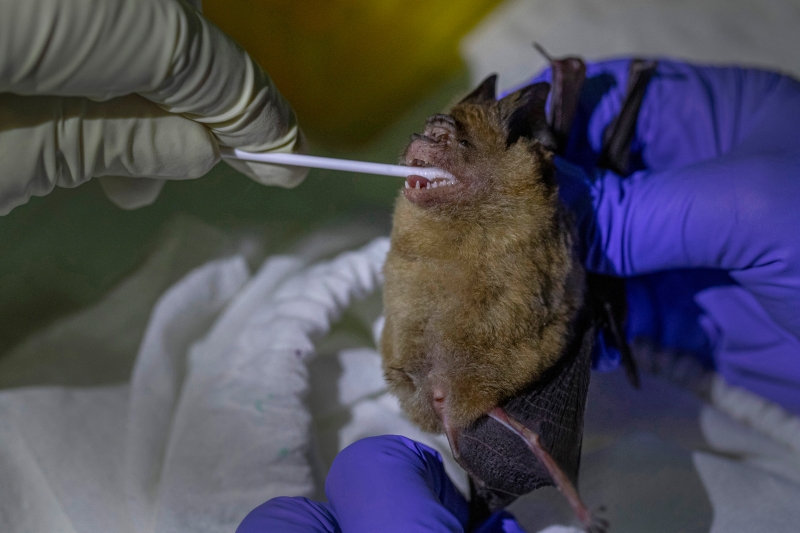研究人员从捕获的蝙蝠口腔采集唾液样本。（美联社照片）