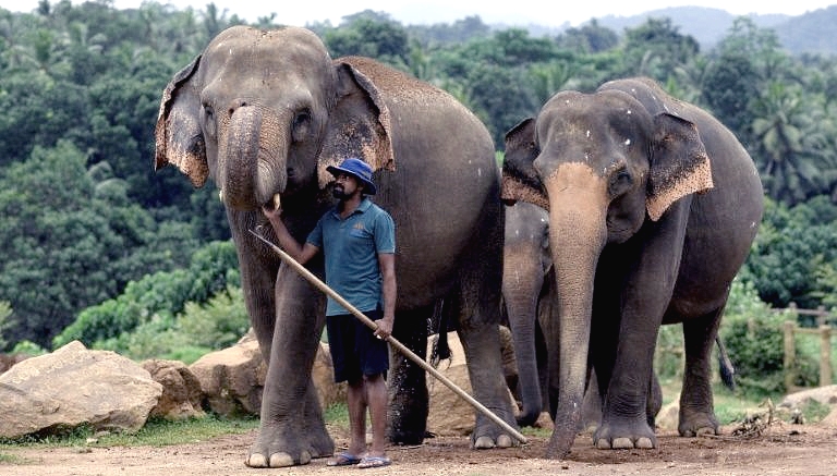 Virus gives Sri Lanka's threatened elephants a reprieve. AFP