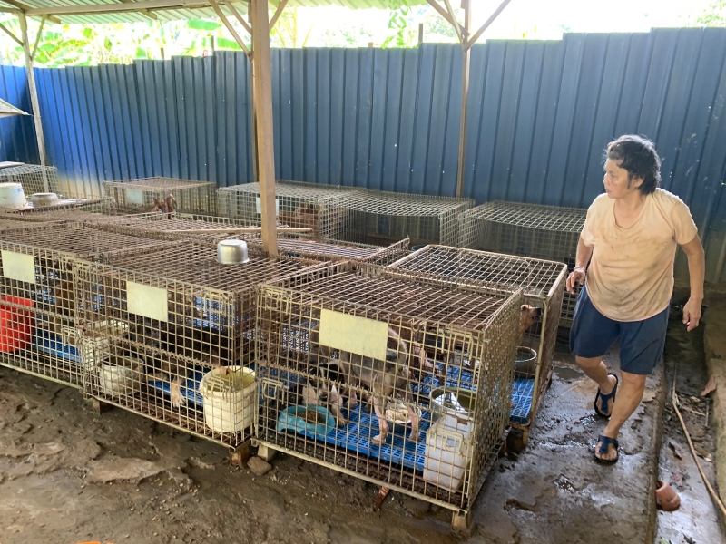 受到行管令的限制，狗儿如今是两天喂食一次，因此必须困在笼中，确保每笼都有足够的粮食可挨过2日。