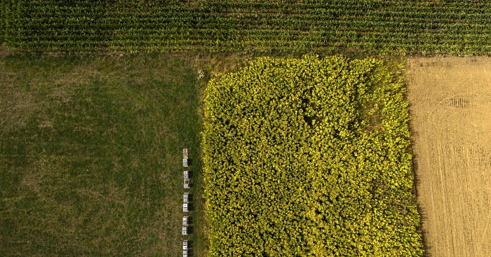 Aerial view of a field of Silphium perfoliatum (cup plant) near Dompaire in eastern France. The culture of the flowering plants, intended for fodder and methanation, is much less greedy in water and phytosanitary products than corn, and thus presents an alternative in times of drought. AFP