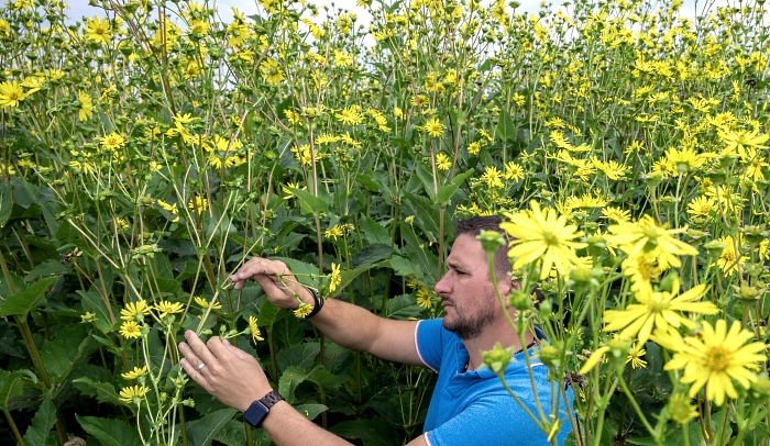 HADN (horticulture and agriculture trade) manager Amedee Perrein poses next to Silphium perfoliatum (cup plant) flowering plants in a field near Dompaire in eastern France. The culture of the flowering plants, intended for fodder and methanation, is much less greedy in water and phytosanitary products than corn, and thus presents an alternative in times of drought. AFP
