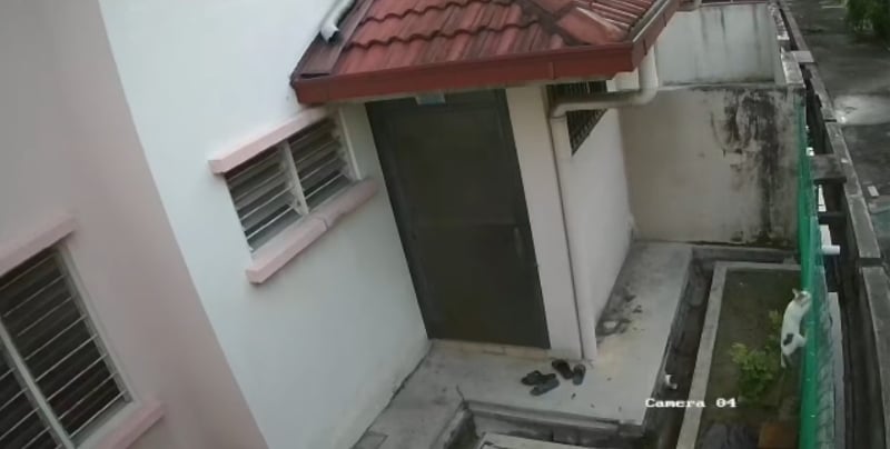 爱鸟者喂鸟,爱猫狗者则喂养流浪猫狗,令蒲种达佳利花园成了野生动物的乐园。