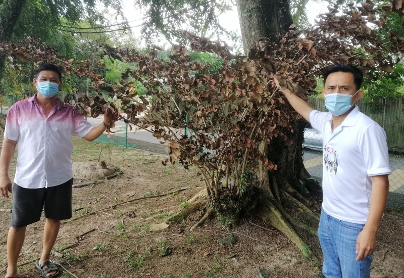 朱建丰(左一)带吴俊益查看老树“中毒”乾枯现象。