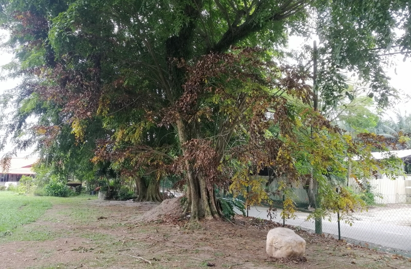 栽种在爪夷松花园操场旁的老树,出现不同程度的乾枯,怀遭人灌毒破坏。 栽种在爪夷松花园操场旁的老树,出现不同程度的乾枯,怀遭人灌毒破坏。
