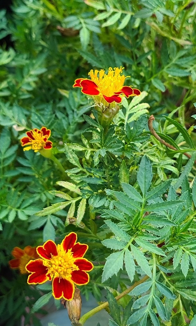 万寿菊适合庭园栽培,可观赏又可采收利用,还兼具驱虫的功效。 万寿菊适合庭园栽培,可观赏又可采收利用,还兼具驱虫的功效。
