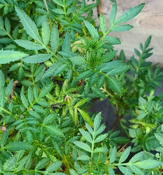 万寿菊的叶子对生,羽状全裂;叶缘具腺点,会释放异味,故又称为“臭菊”。 万寿菊的叶子对生,羽状全裂;叶缘具腺点,会释放异味,故又称为“臭菊”。