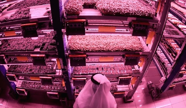 Al-Badia market garden farm produces an array of vegetable crops in multi-storey format, carefully controlling light and irrigation as well as recycling 90% of the water it uses. AFP