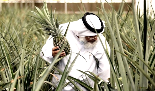 Abdellatif al-Banna is an independent farmer joining the innovation drive, growing pineapples in greenhouses using hydroponics and selling his production via an internet platform. AFP