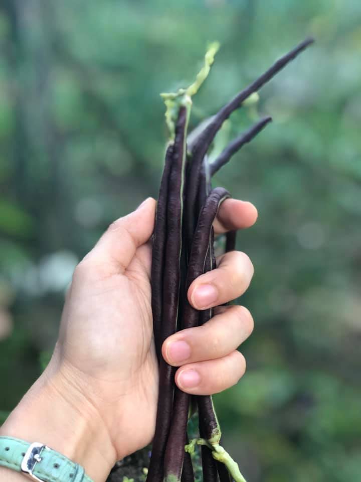 紫色的豆角，吃起来甜甜的！