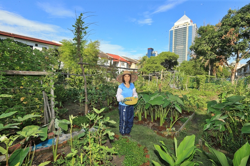 杨玉莲的菜园和后面的高楼形成了一道独特的风景。