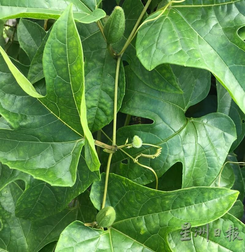 木鳖果卷须粗壮，与叶对生，单一，不分枝。