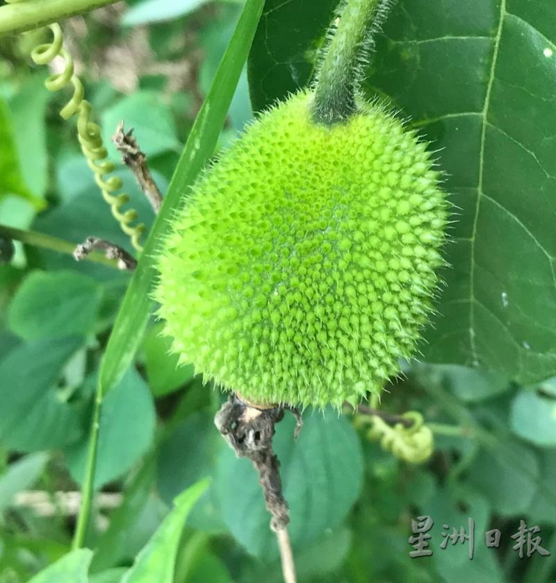 如果成功授粉，2、3天后母花小果会逐渐长大。