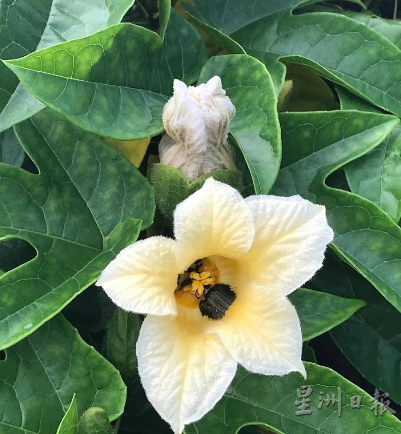 木鳖果的公花和母花看似一样却有不同，差别在于公花的花萼与花茎之间没有小果。