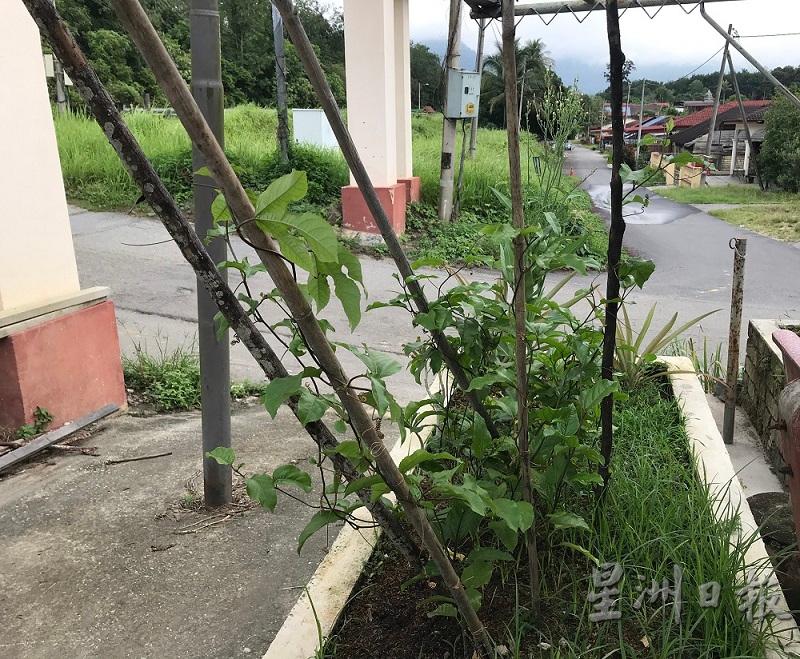 种植时，通常会使用竹子帮助木鳖果藤蔓攀上铁架。