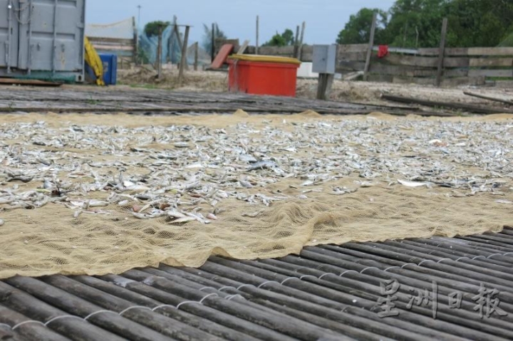 在竹片鱼棚上铺一层草席或渔网，有助于让江鱼仔的水气快速散去。