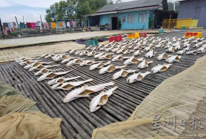 除了江鱼仔，陈家不时也会晒咸鱼，只是当地海产骤减，如今的梅香咸鱼大多从东马空运过来，在这里腌制处理。