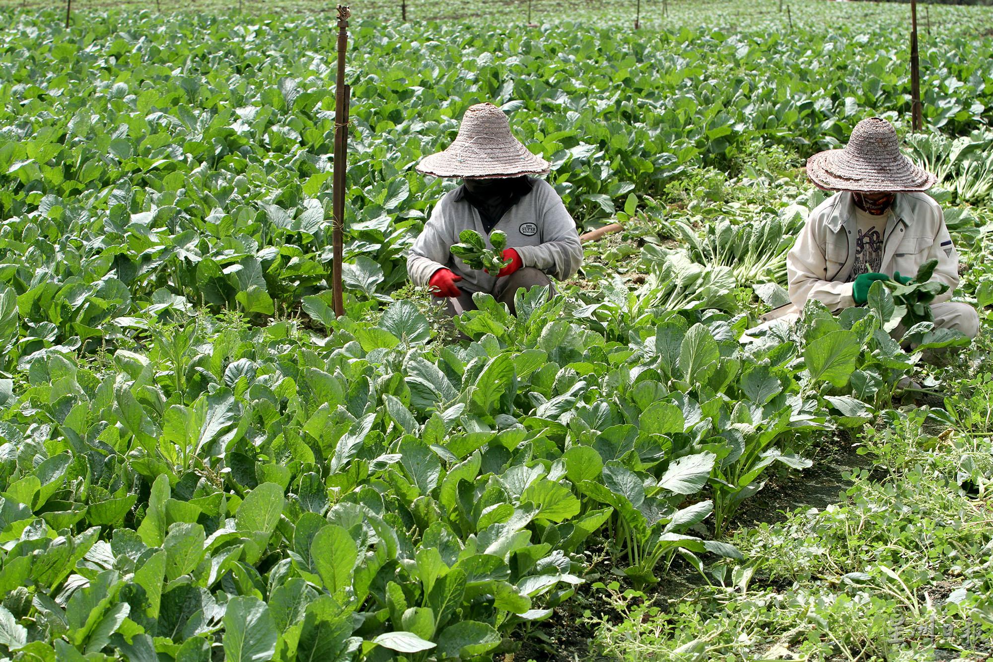 仕林之最 走进仕林河skc芭场 水菜出产量冠当地 地方 大霹雳 时事焦点 星州网sin Chew Daily Malaysia Latest News And Headlines