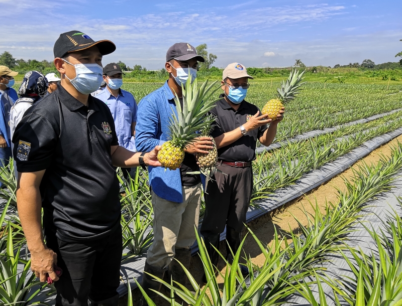 仄阿都拉（右）在阿都尤努斯（左）陪同下参观黄梨种植场，对当地生产的黄梨品质赞好。