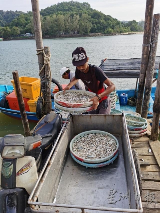 渔船回来后，渔夫们会用塑料圆托盘把江鱼仔捞起，一萝一萝地提上岸，送到江鱼仔工厂。