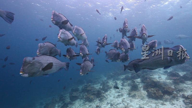 在卡巴莱岛潜水点可见的大型鱼类。