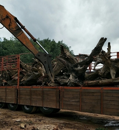 树根家具制作步骤：步骤1：用挖掘机从土地里挖出树根，运送至工厂。