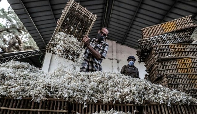 Oil from Egypt's jasmine flowers is extracted and then exported across the world for use in perfumes. AFP