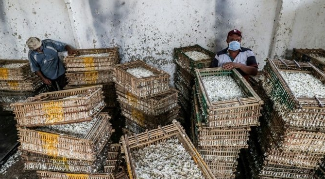 Hand-picked jasmine flowers are packed into crates and taken to a factory for processing. AFP