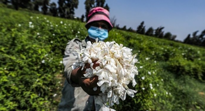 Sweet scented jasmine flowers farmed in Egypt's Nile Delta are pressed and the oil extracted for perfumes. AFP