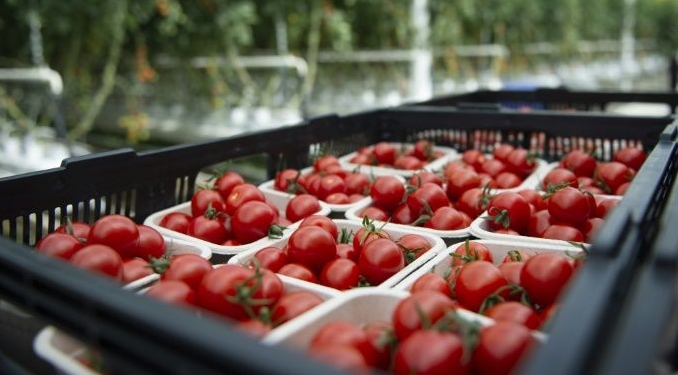 Tomatoes at Lufa Farms in Montreal. AFP