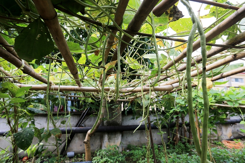 竹竿建造成支架，让藤蔓农作物能顺着人为的搭支架，扩张它们的生长空间，增加结果量。