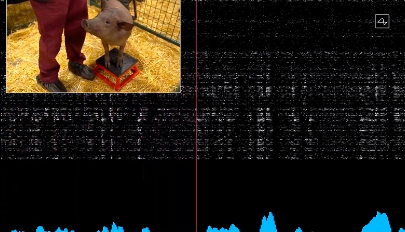 直播现场展示了猪脑活动的实时无线传输。当猪的鼻子触碰到物体时，图像上出现噪音。（图：法新社）