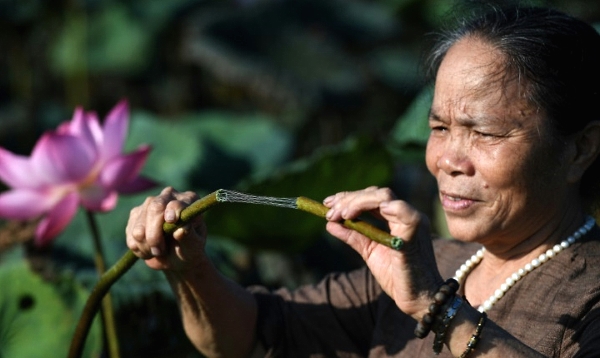 Phan Thi Thuan checks a lotus stem that will be processed into a rare type of silk at a pond in Hanoi. AFP