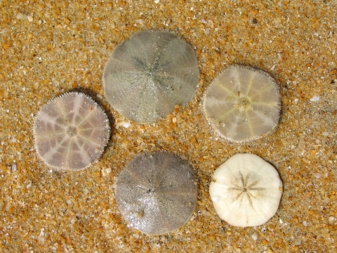 关丹沙滩的扁平蛛网海钱。右下角为死去后剩下的骨骼。最左和右上为海钱的腹面（平时贴向沙滩）。