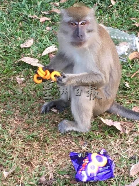 小猴子看见地上有一包Super Ring的零食后，便上前捡起和打开包装，取出芝士圈来吃，相当聪明。
