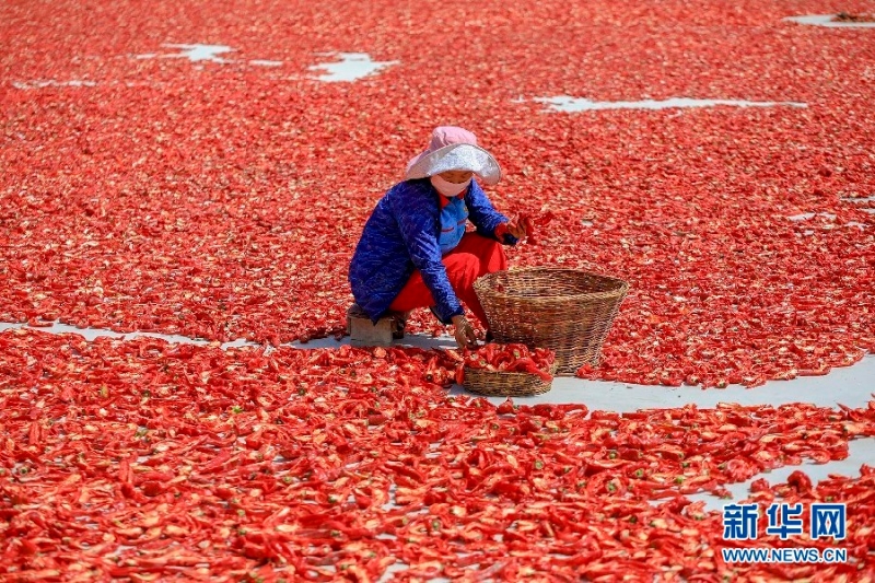 在新疆博湖县塔温觉肯乡哈尔恩根村，农民正忙着晾晒辣椒。