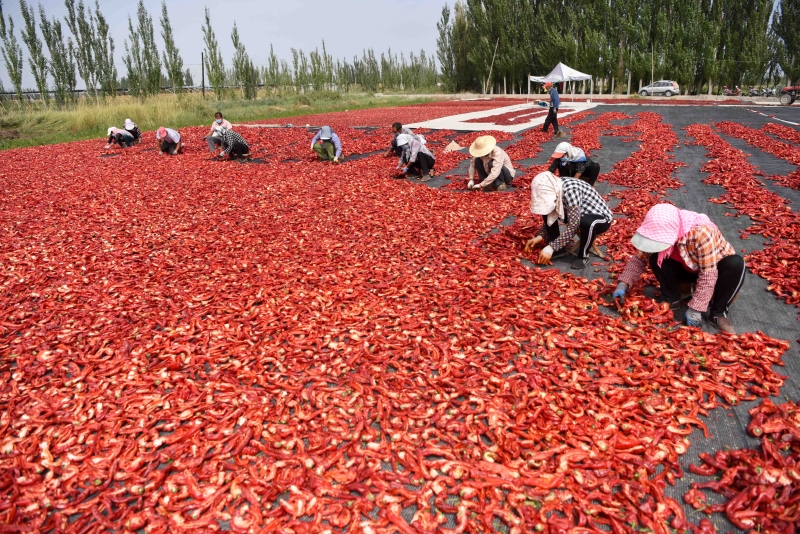 农民在一片辣椒海里面，将辣椒推开分散晾晒。