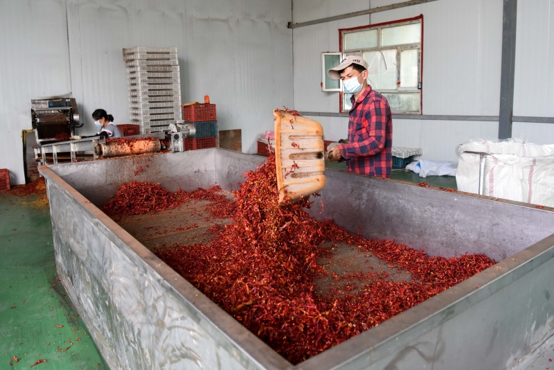 在巴音郭楞蒙古自治州志辉农产品加工有限公司，工作人员在整理烘乾的辣椒丝。