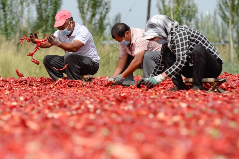 在博湖县塔温觉肯乡东大罕村，农民在晴好天气下晾晒辣椒。  