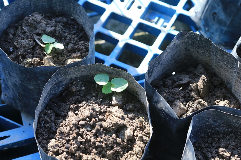 社区菜园最近也开始种植了羊角豆。